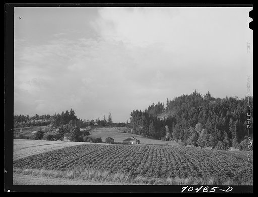 Fall gardens and orchards. Willamette Valley, Clackamas County, Oregon. This section produces truck for Portland area and some out-of-state export