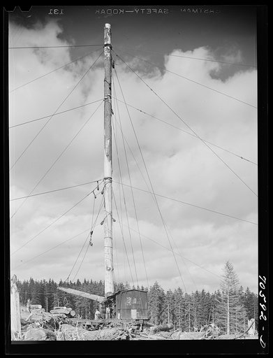 Long Bell Lumber Company, Cowlitz County. Washing spar tree used in lumbering operations