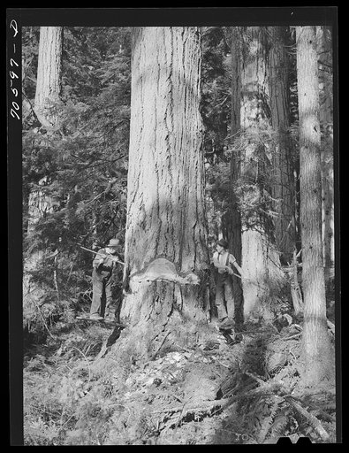 Long Bell Lumber Company, Cowlitz County, Washington. Fallers undercutting a fir tree
