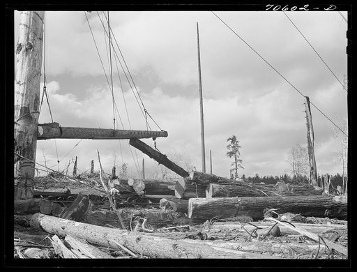 Long Bell Lumber Company, Cowlitz County, Washington. Yarding logs
