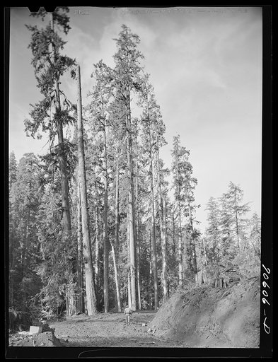 Long Bell Lumber Company, Cowlitz County, Washington. Fir trees