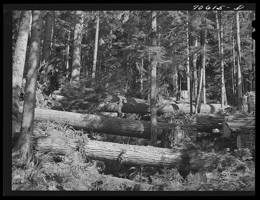 Long Bell Lumber Company, Cowlitz County, Washington. Cut fir logs in the woods