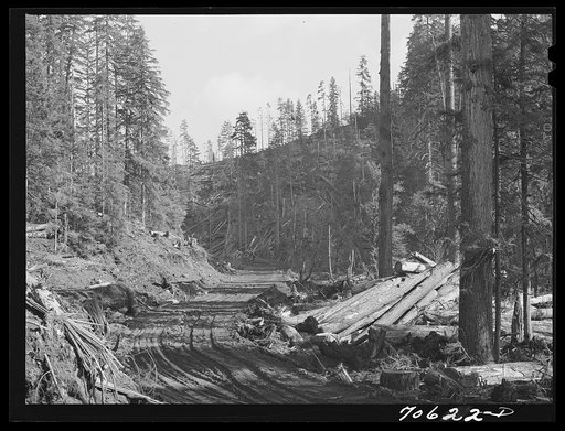 Long Bell Lumber Company, Cowlitz County, Washington. Logging road through the woods