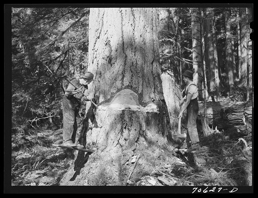 Long Bell Lumber Company, Cowlitz County, Washington. Undercutting a fir tree