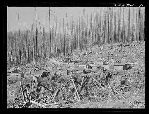Tillamook County, Oregon. Lumber workers' housing in the Tillamook burn area