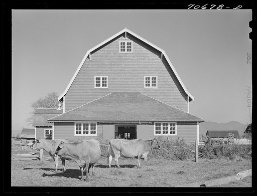 Tillamook County, Oregon. Dairy farmer's barn and cattle. This type of barn, because of its peculiar roof shape, is known as a "hip" barn