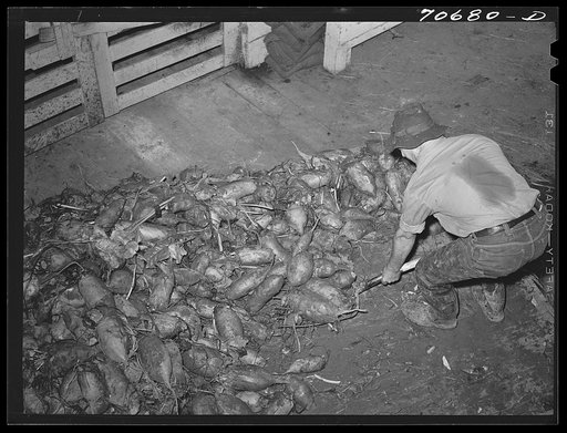 Untitled photo, possibly related to: Field beets which will be used for cattle feed by dairy farmer. Tillamook County, Oregon