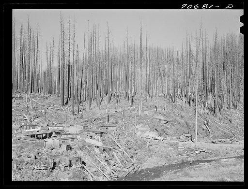 Housing for lumber workers in the Tillamook County, Oregon. In August of 1933 a forest fire in one week swept through 290,000 acres of woodland. This area is now being cleared and most of the partially burned trees are of commercial value. The future (after clearing is completed) is undecided--some 