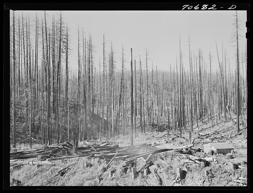 Tillamook burn, Tillamook County, Oregon. See caption for 70681-D