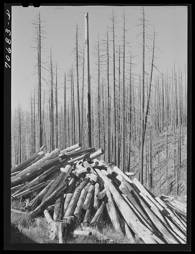 Clearing the Tillamook burn area of Tillamook County, Oregon. See caption for 70681-D