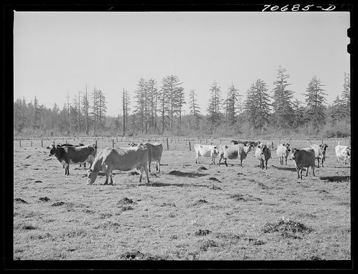 Dairy cattle. Tillamook County, Oregon
