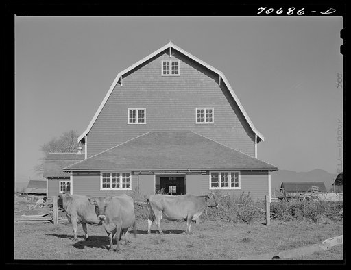 Untitled photo, possibly related to: Tillamook County, Oregon. Dairy farmer's barn and cattle. This type of barn, because of its peculiar roof shape, is known as a "hip" barn