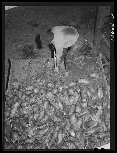 Field beets which will be used for cattle feed by dairy farmer. Tillamook County, Oregon