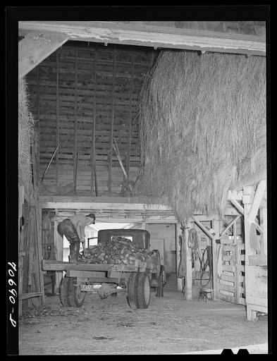 Untitled photo, possibly related to: Dairy farmer unloading field beets in his barn. Tillamook County, Oregon