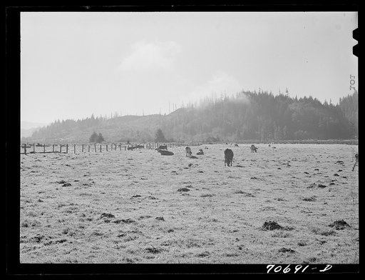 Dairy cattle in the marshy land of Tillamook County, Oregon