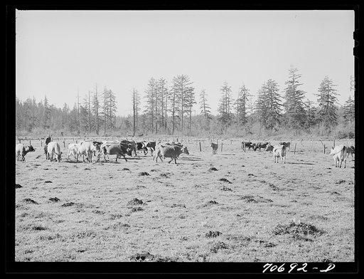 Dairy cattle in the marshy land of Tillamook County, Oregon