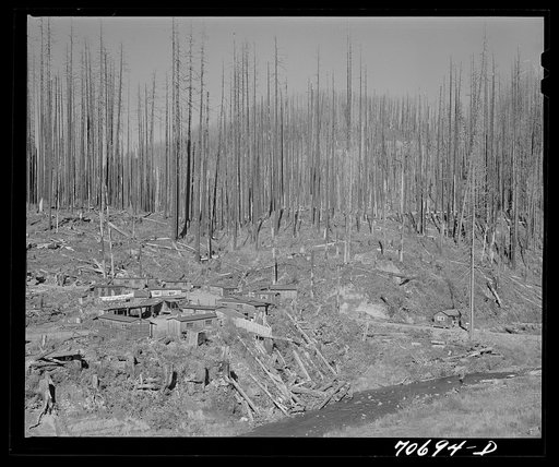 Untitled photo, possibly related to: Housing for lumber workers in the Tillamook County, Oregon. In August of 1933 a forest fire in one week swept through 290,000 acres of woodland. This area is now being cleared and most of the partially burned trees are of commercial value. The future (after clear