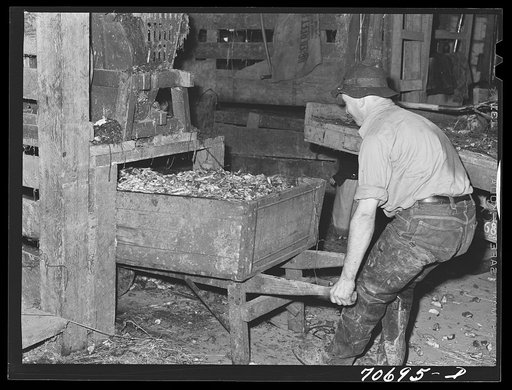 Untitled photo, possibly related to: Field beets which will be used for cattle feed by dairy farmer. Tillamook County, Oregon