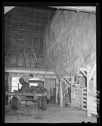 Dairy farmer unloading field beets in his barn. Tillamook County, Oregon
