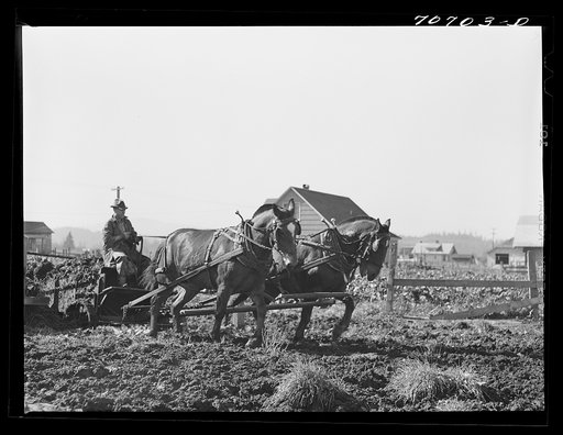 Untitled photo, possibly related to: Hauling out manure from cow lot onto dairy farm. Tillamook County, Oregon
