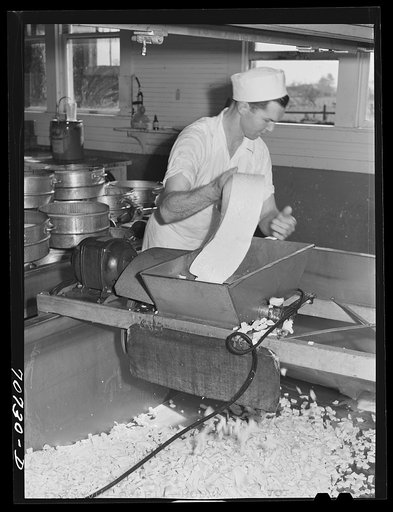 Tillamook cheese plant, Tillamook, Oregon. Putting curd, after it has cheddared, through a curd mill.