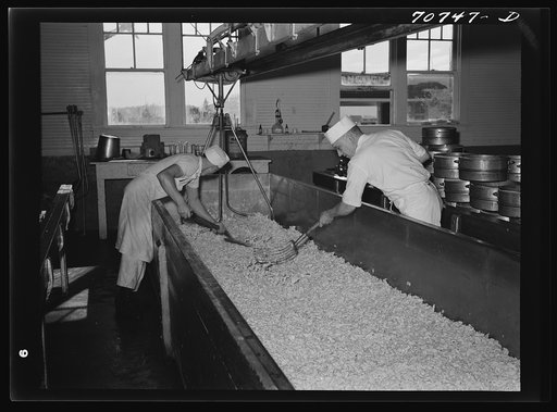 Stirring up the curd so that the whey can drain off. Tillamook cheese plant, Tillamook, Oregon