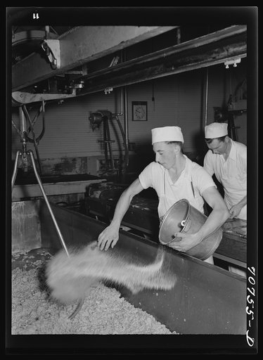 Salting the curd at the Tillamook cheese plant. Tillamook, Oregon