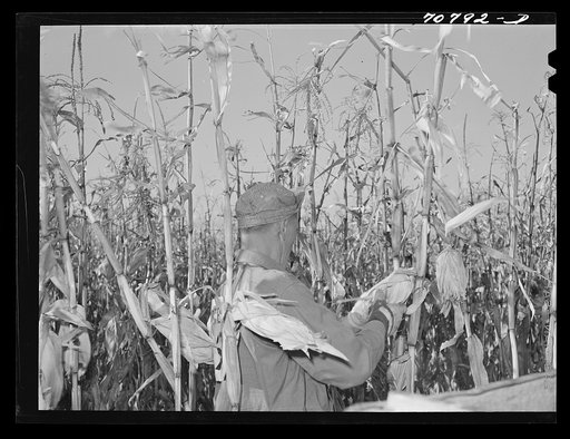 Untitled photo, possibly related to: Contestant in cornhusking contest. Ontario, Oregon