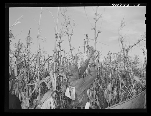 Contestant in cornhusking contest. Ontario, Oregon
