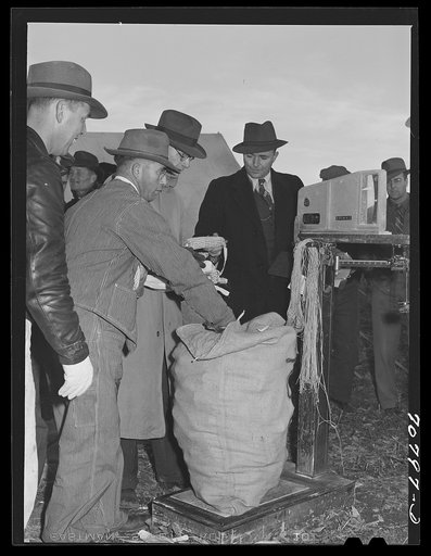 Weighing up corn husked in contest at Ontario, Oregon