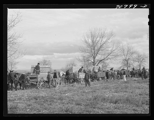 Wagons to be used in cornhusking contest. Ontario, Oregon