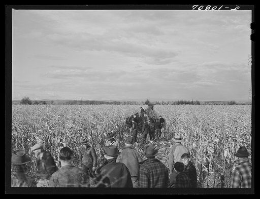 Corn husking contest. Ontario, Oregon