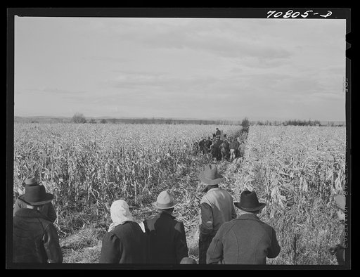 Untitled photo, possibly related to: Corn husking contest. Ontario, Oregon