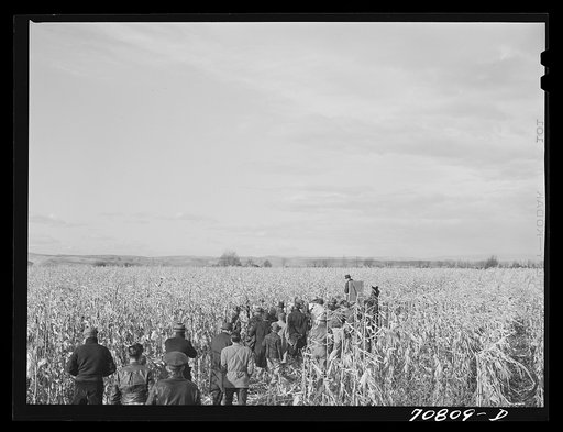 Spectators and contestants at work in cornhusking contest. Ontario, Oregon