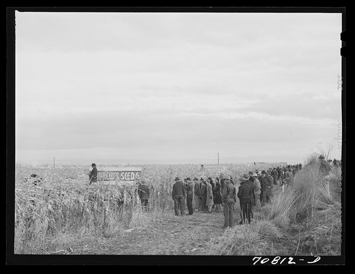 Spectators watch the contestants at cornhusking contest. Ontario, Oregon