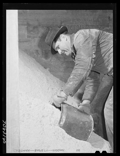 Lee Wagoner, Black Canyon Project farmer, gets feed for his cattle. Canyon County, Idaho