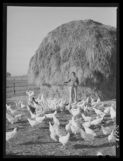 Farmer's wife (Black Canyon Project) feeds the chickens. Canyon County, Idaho