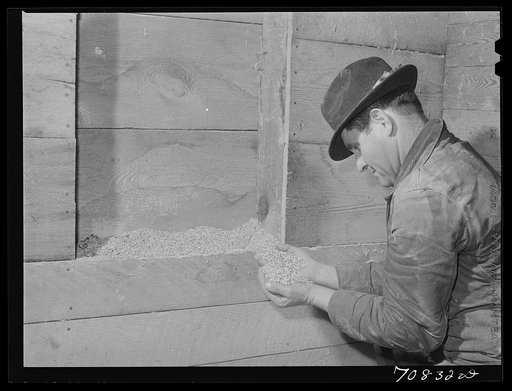 Lee Wagoner, Black Canyon Project farmer, looks at cattle feed in his barn. Canyon County, Idaho