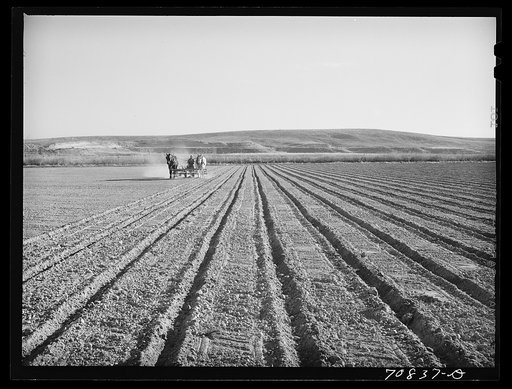 Farmer discing his land. Black Canyon Project, Canyon County, Idaho