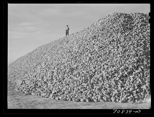 Sugar beets. Canyon County, Idaho. Sugar beets are one of the major crops of this area