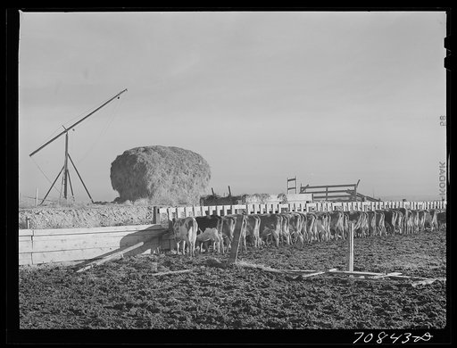 Dairy cattle on farm on Black Canyon Project. Canyon County, Idaho