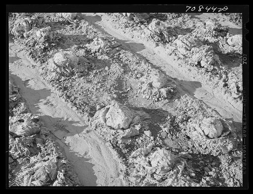 Lettuce rotting in the fields. Canyon County, Idaho. At the end of the season, the price of lettuce went low