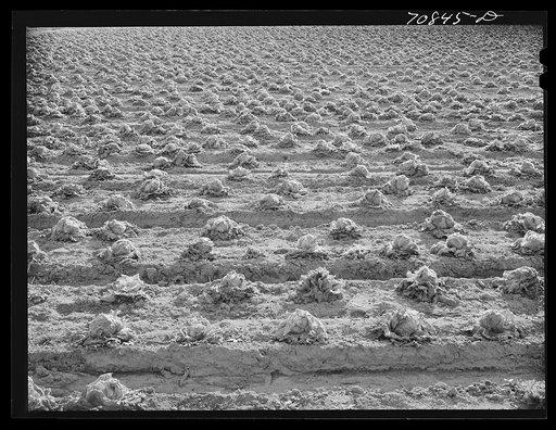 Lettuce rotting in the field. Canyon County, Idaho. When the price went low at the end of the season, the lettuce was left in the fields; in some places cattle and sheep were turned in to eat it, and in others it will be plowed under