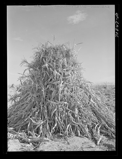 Fodder in the shock. Canyon County, Idaho