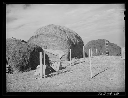 Hay which will be used for cattle feed in Black Canyon Project. Canyon County, Idaho. Dairying, with the farmers growing their own feed, and sugar beets are the major crops of this section