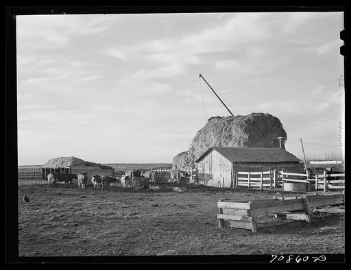 Untitled photo, possibly related to: Farmyard of farmer living on Black Canyon Project. Canyon County, Idaho