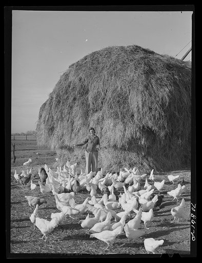 Farmer's wife feeds the chickens. Black Canyon Project, Canyon County, Idaho