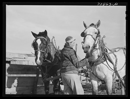 Farm woman (widow) on Black Canyon Project. Canyon County, Idaho. The FSA (Farm Security Administration) gave her a loan