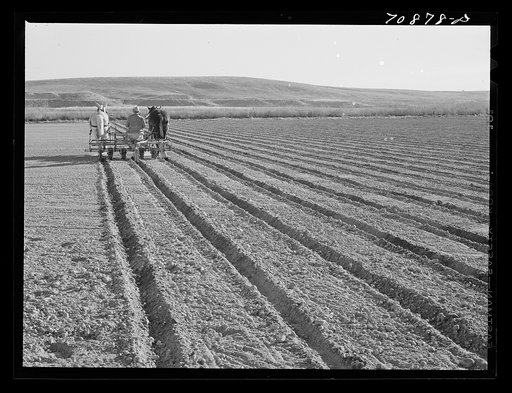 Farmer discing his land. Black Canyon Project, Canyon County, Idaho