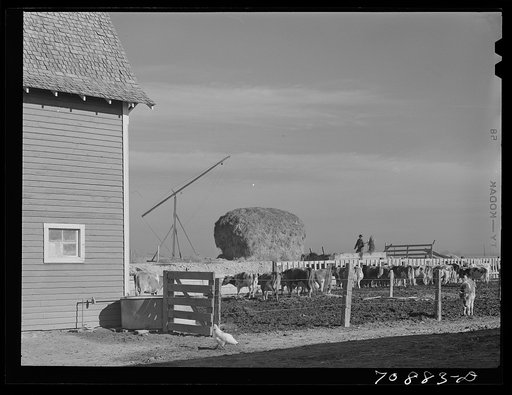 Untitled photo, possibly related to: Dairy cattle on farm on Black Canyon Project. Canyon County, Idaho